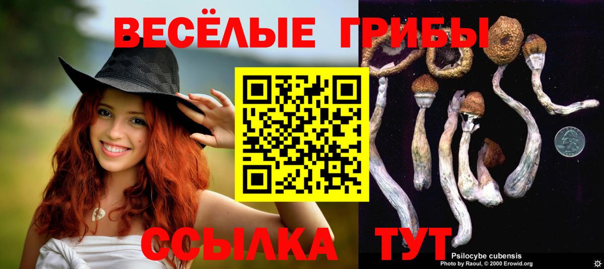 где купить наркотик  Псилоцибиновые грибы ЛСД  Вход с VPN  Аргун 